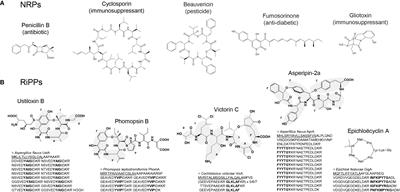 How to improve the production of peptidyl compounds in filamentous fungi